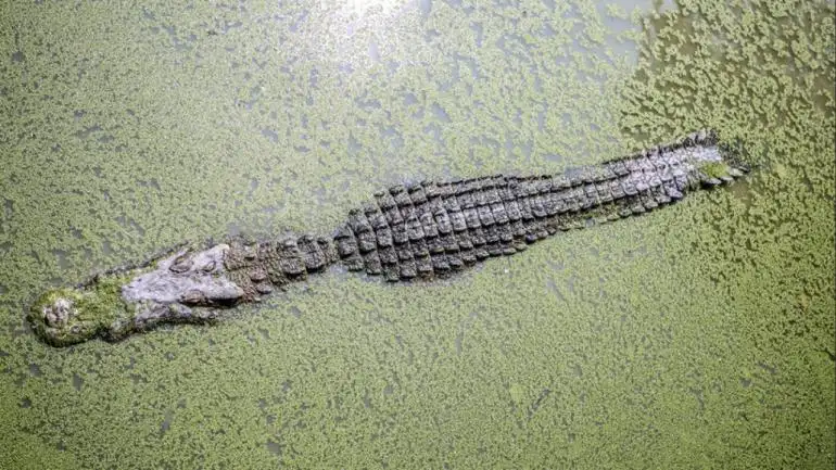 Buscan en México a un nene atacado por un cocodrilo