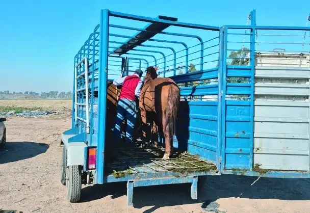 caballos sueltos