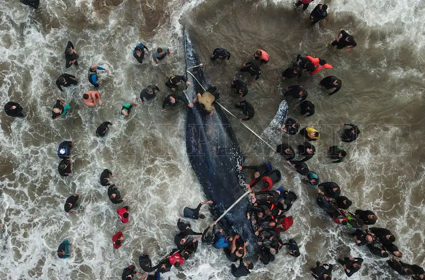 Cuestionan el intento de devolver al mar a la ballena