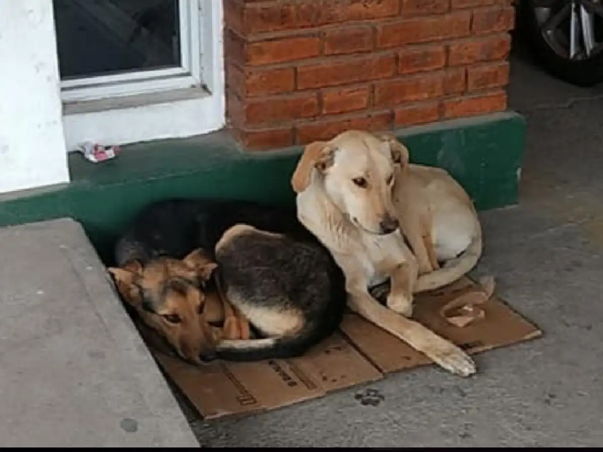 Dos perros siguieron la ambulancia donde llevaban a su dueño