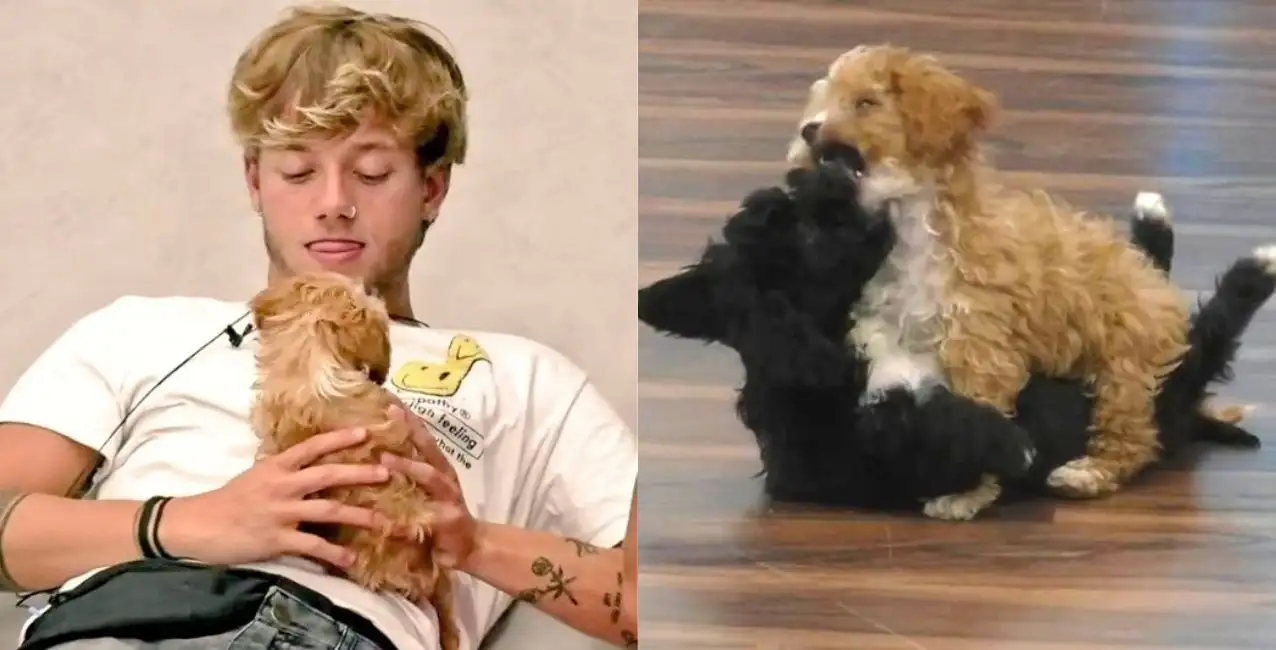 Ninguno de los participantes de Gran Hermano podrá adoptar a los perritos de la casa: el motivo