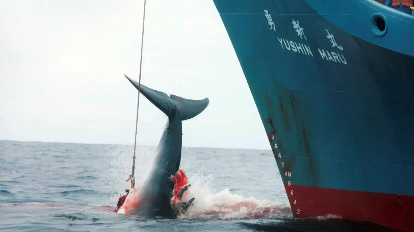 Japón retomará abiertamente la caza comercial de ballenas