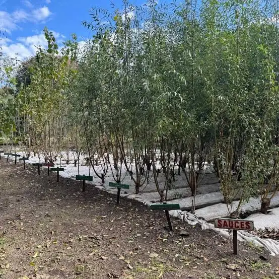 Vivero departamental.