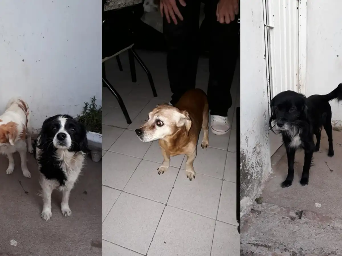 Su dueña murió y una amiga busca un nuevo hogar para sus perritos