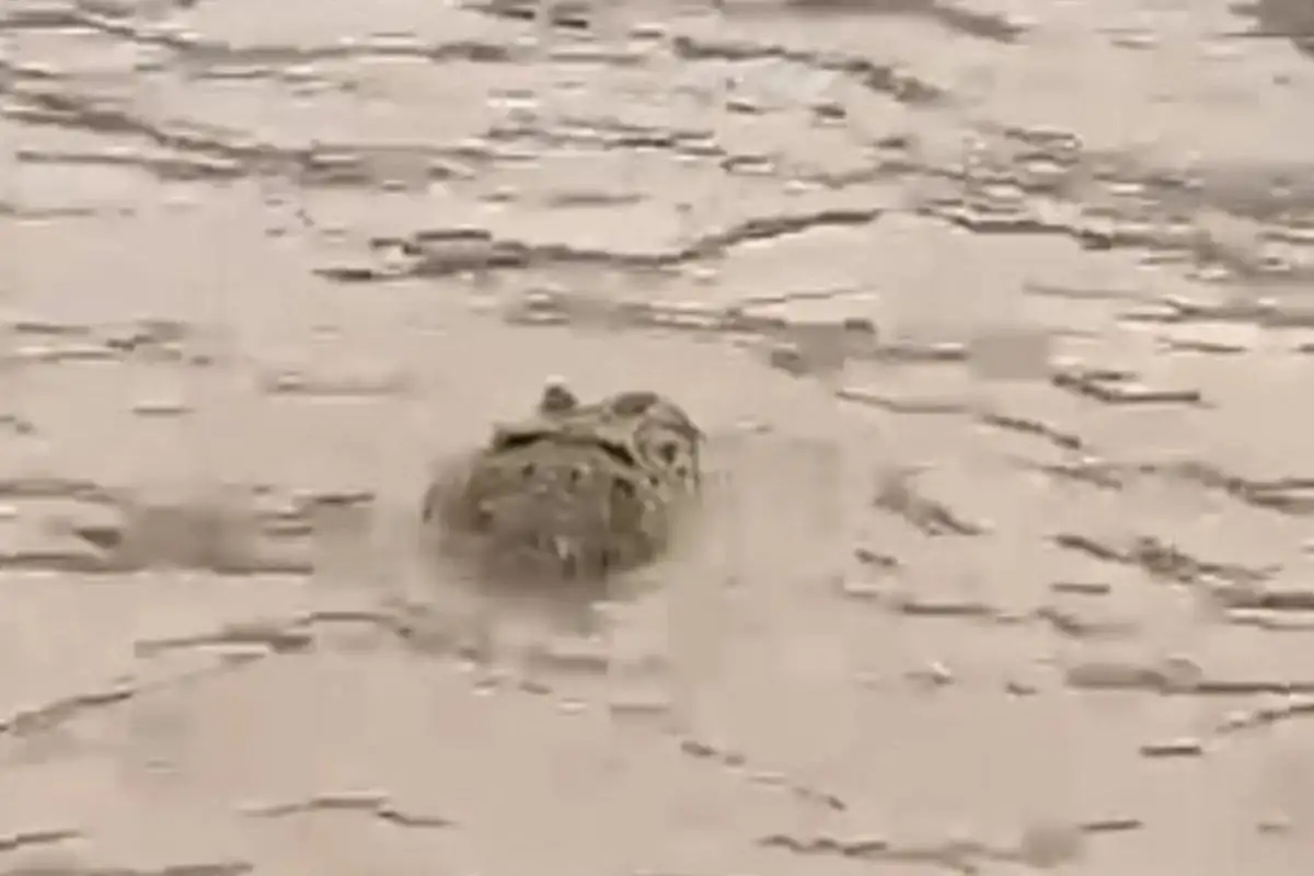 Captura de video