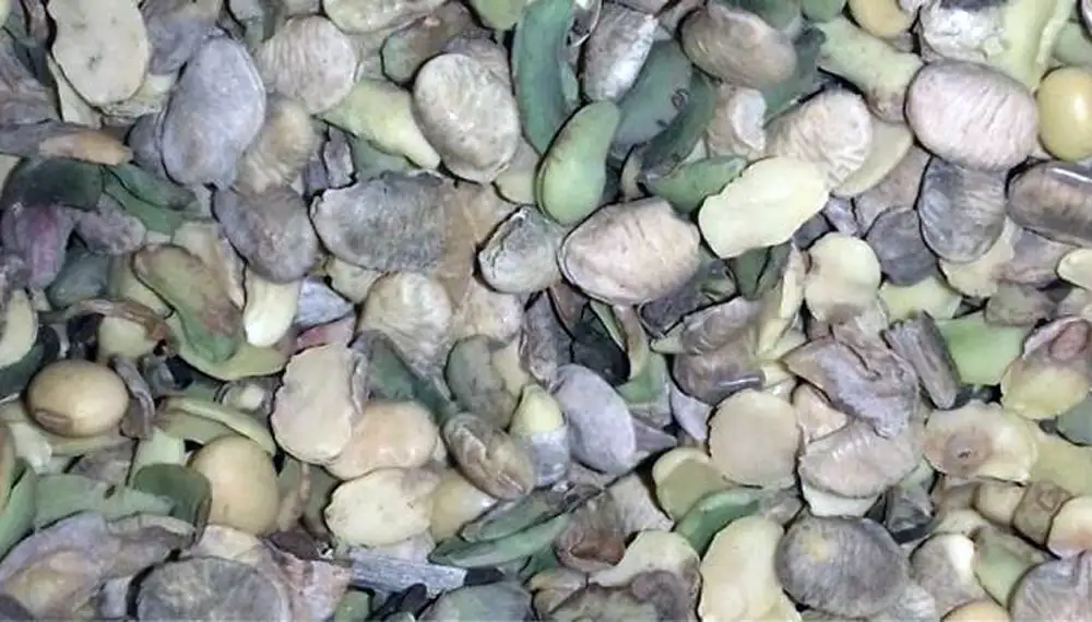 Chaco a contrareloj: apuran la cosecha ante la germinación y apertura de chauchas
