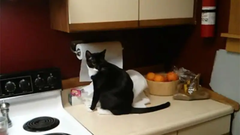 Gato provocó incendio en una vivienda en Rosario