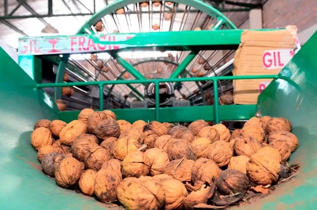 Orgullo: exportan 220 toneladas de nueces a Italia y España