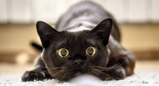 ¿Sabías que tu gato puede reconocer los nombres de las personas y otras mascotas?