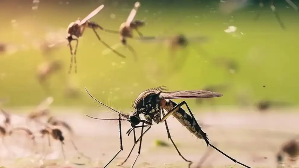 mosquito