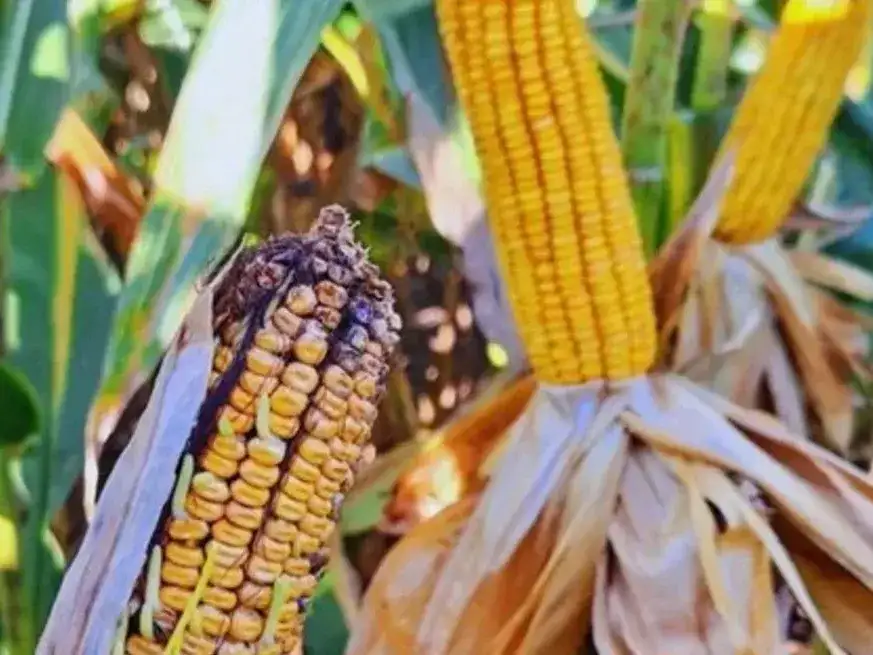 La chicharrita pierde presencia y el maíz encara la campaña con mejores condiciones.