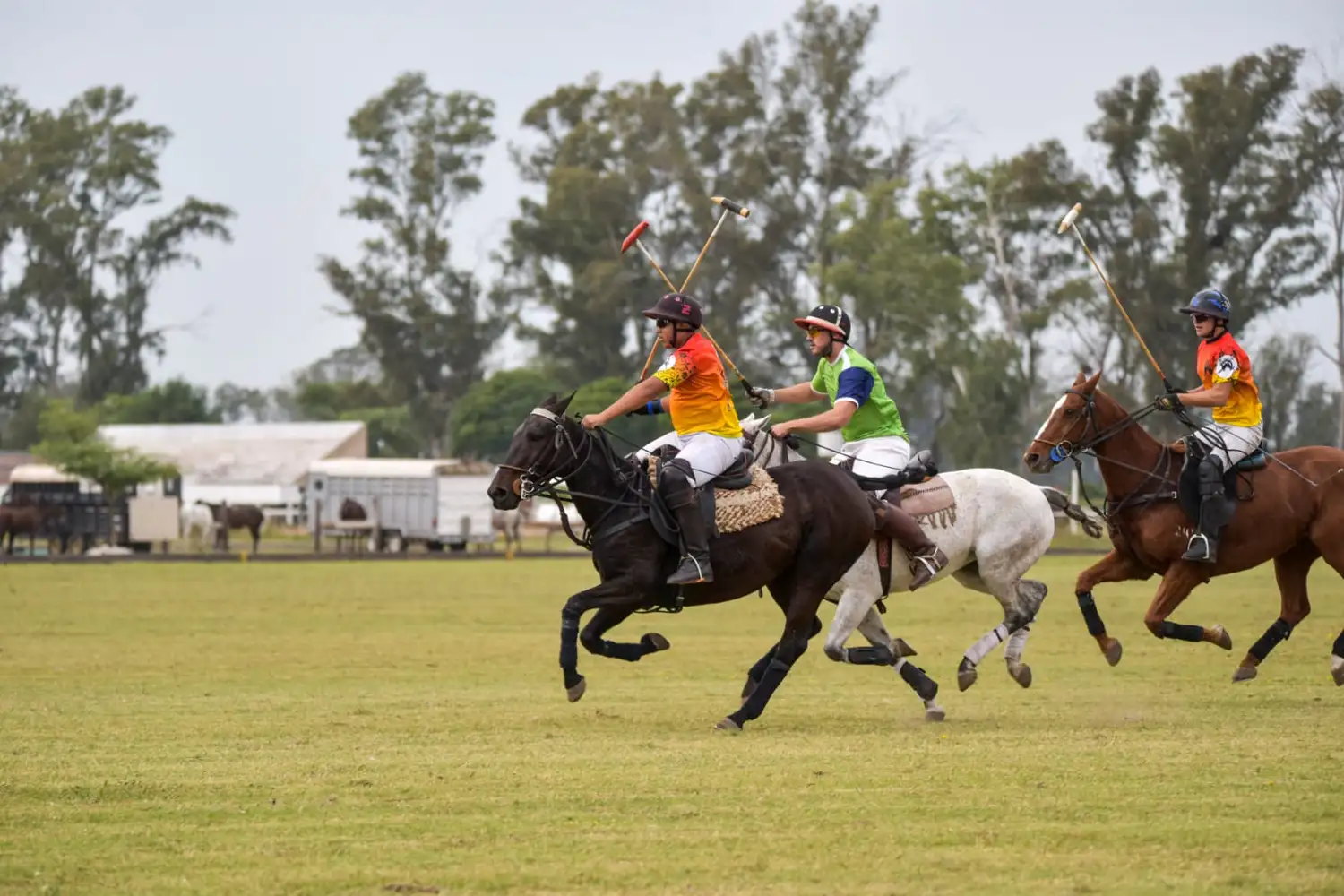 Polo