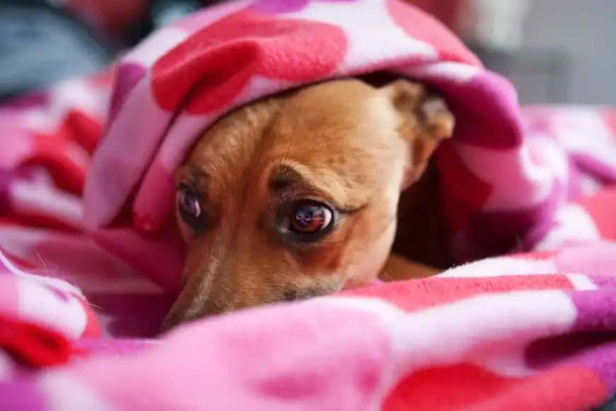 Perro
