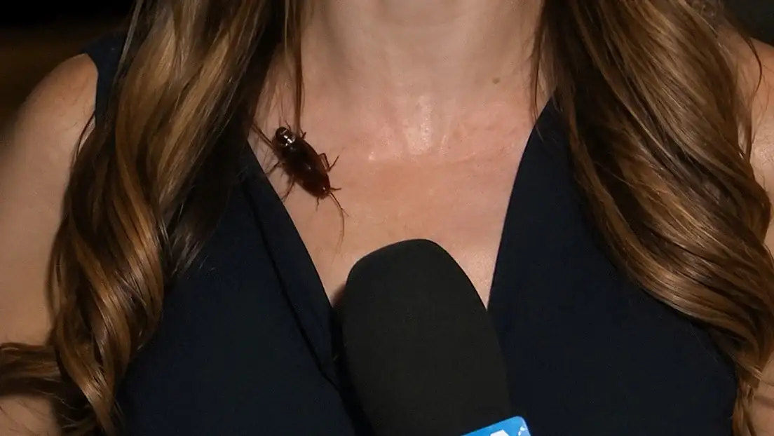 La sorprendente calma de una reportera mientras un insecto recorría su cuello.