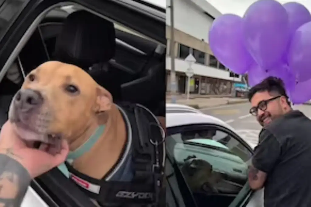 Magnus, el perro que superó el cáncer y festejó junto a su dueño por las calles (TikTok)