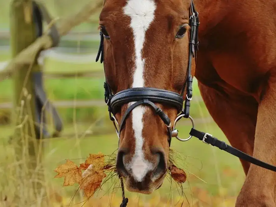 Firmat celebra el Día Nacional del Caballo.