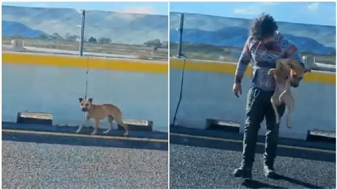 Emotivo rescate