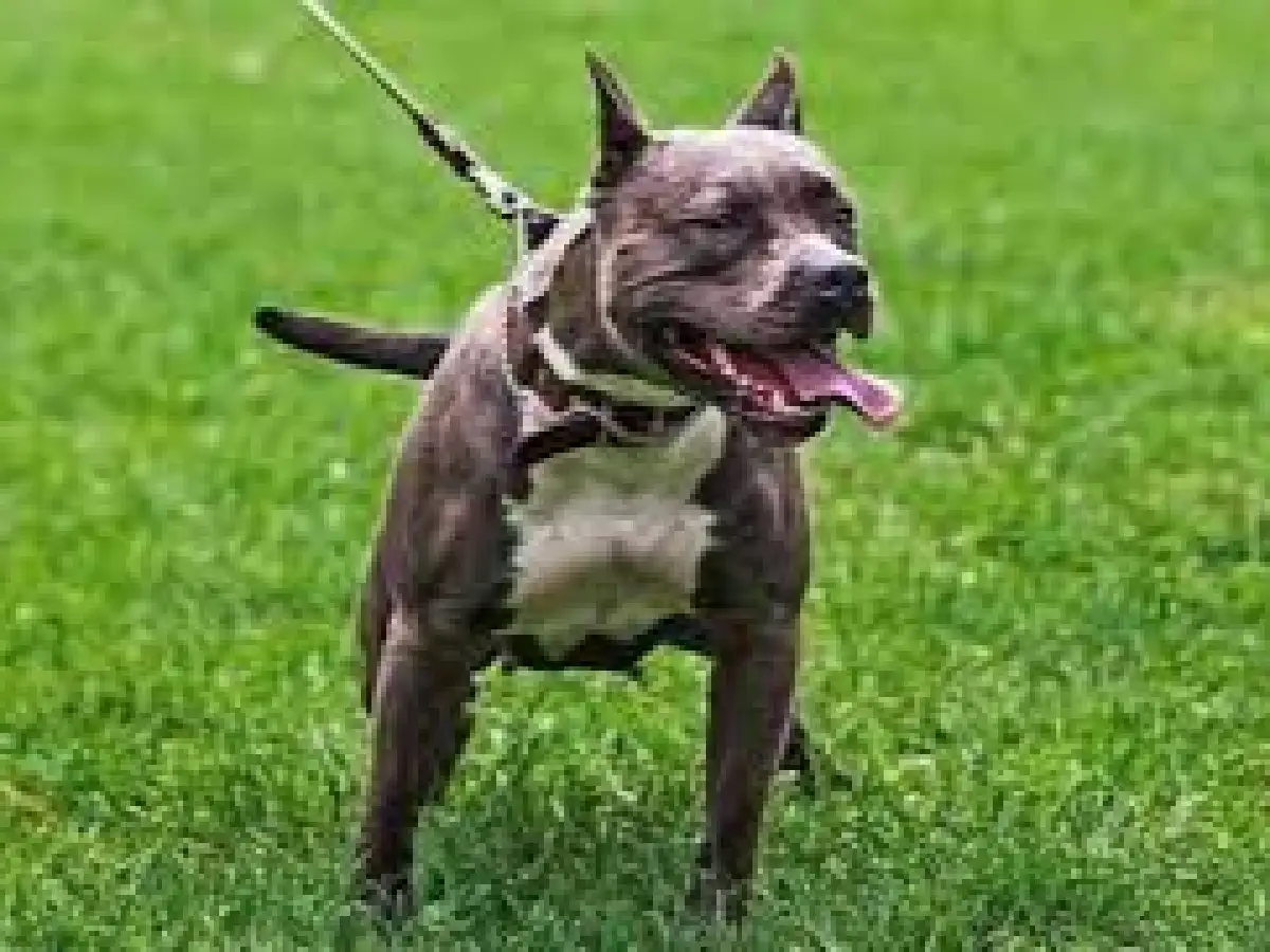 Detuvieron al dueño del Pitbull que mató a una nena de 10 años