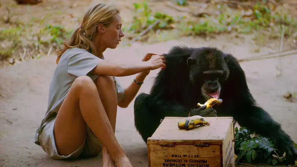 El primer encuentro de Jane Goodall con chimpancés salvajes fue en 1960, cuando inició un estudio que cambió para siempre la visión de la humanidad sobre estos primates.