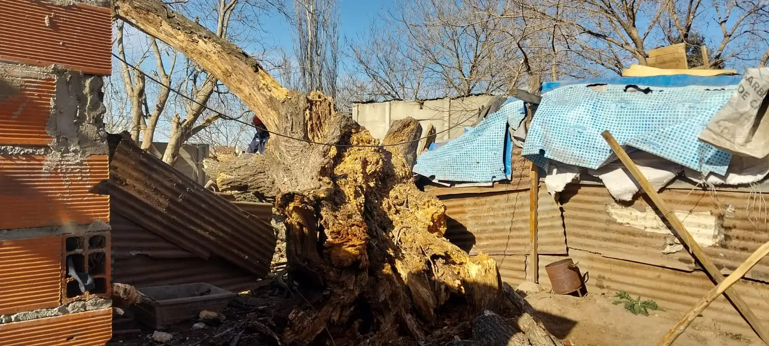 Árbol techo