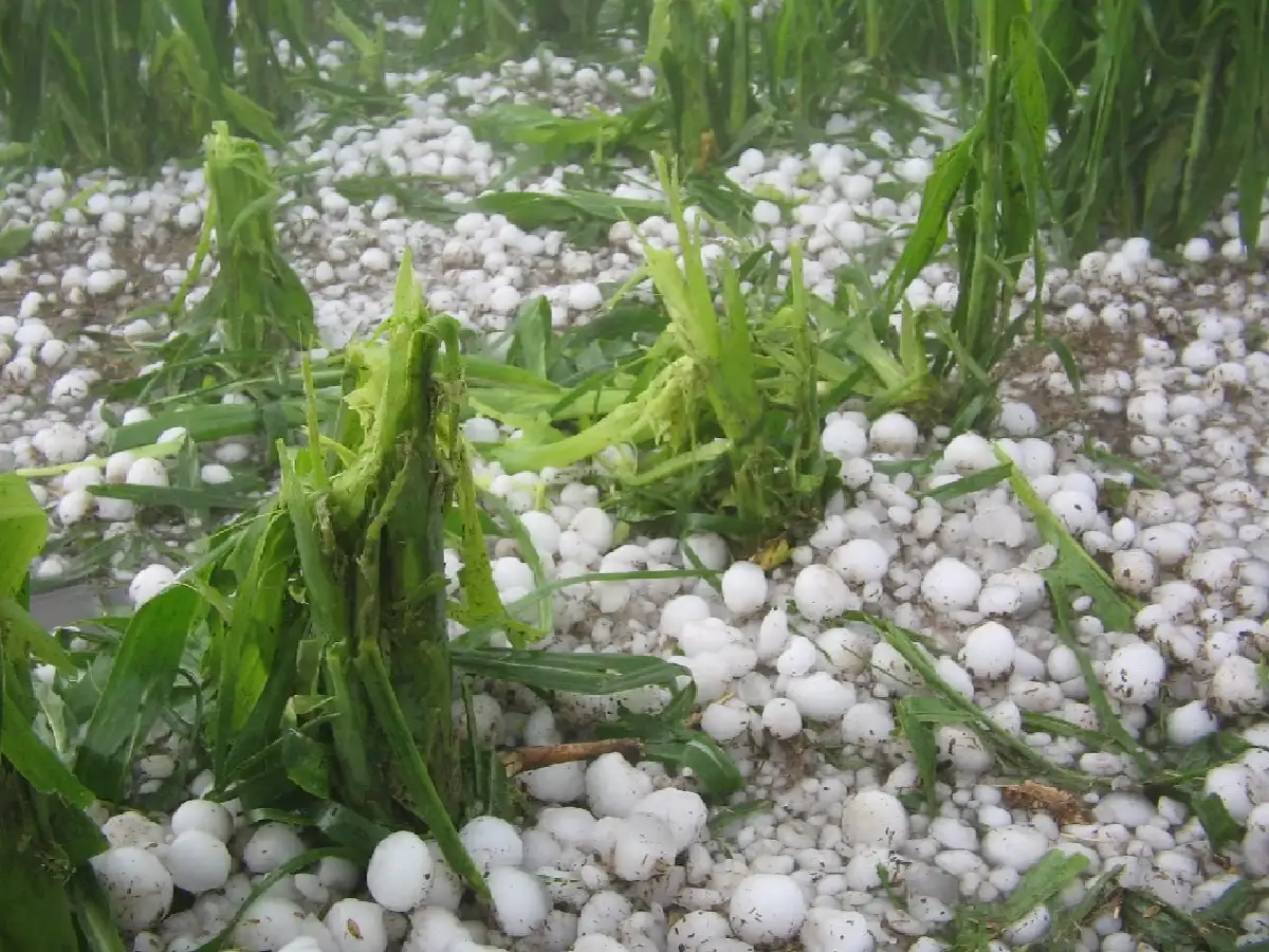 El granizo ocasionó pérdidas del 50% de la producción hortícola en el cinturón verde cordobés