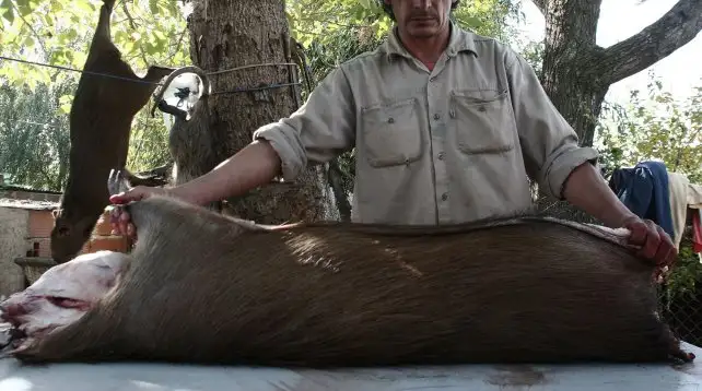 Piden investigación por matanza de animales