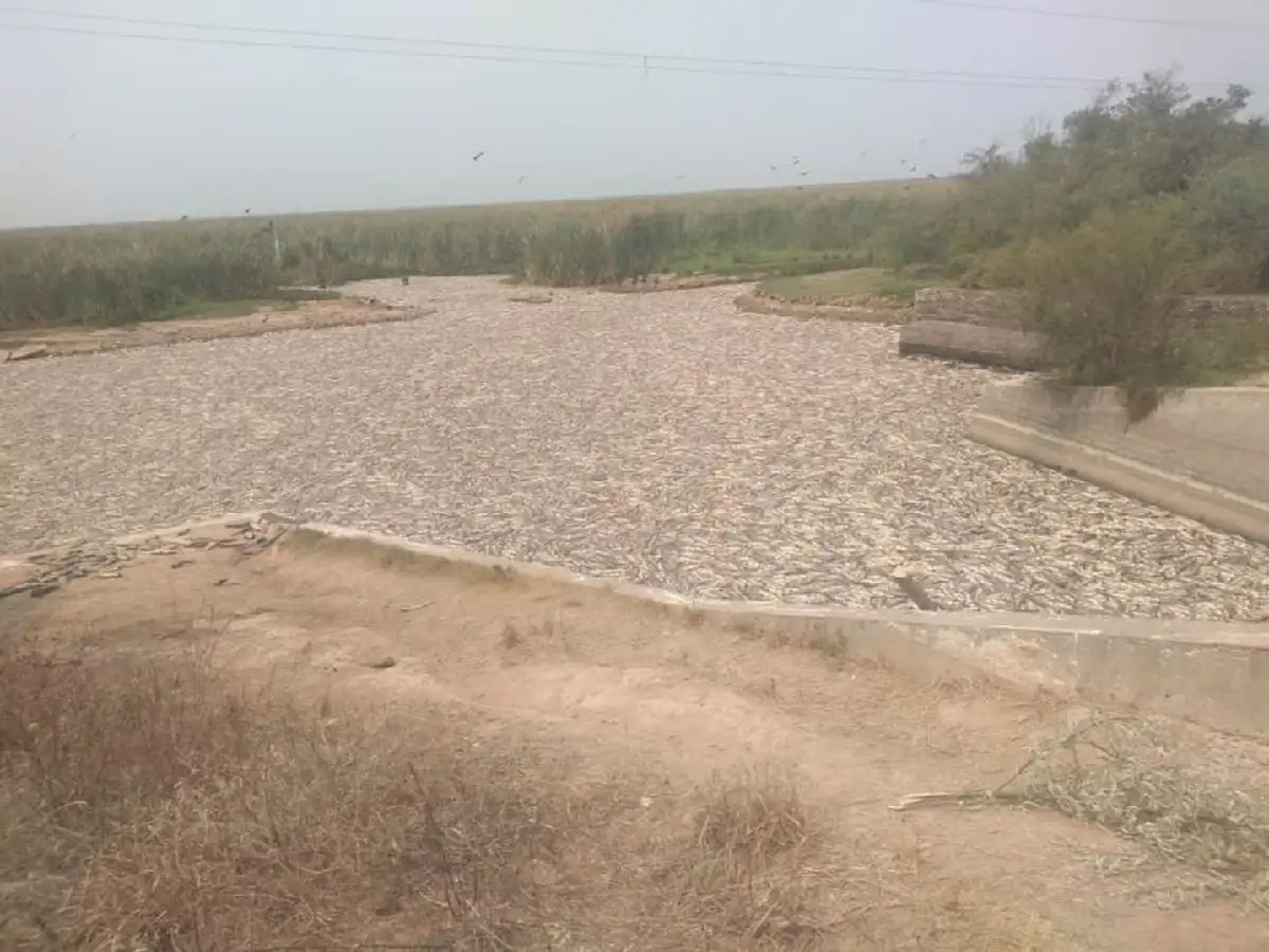 Desastre natural en Formosa: murieron millones de peces en el Bañado La Estrella