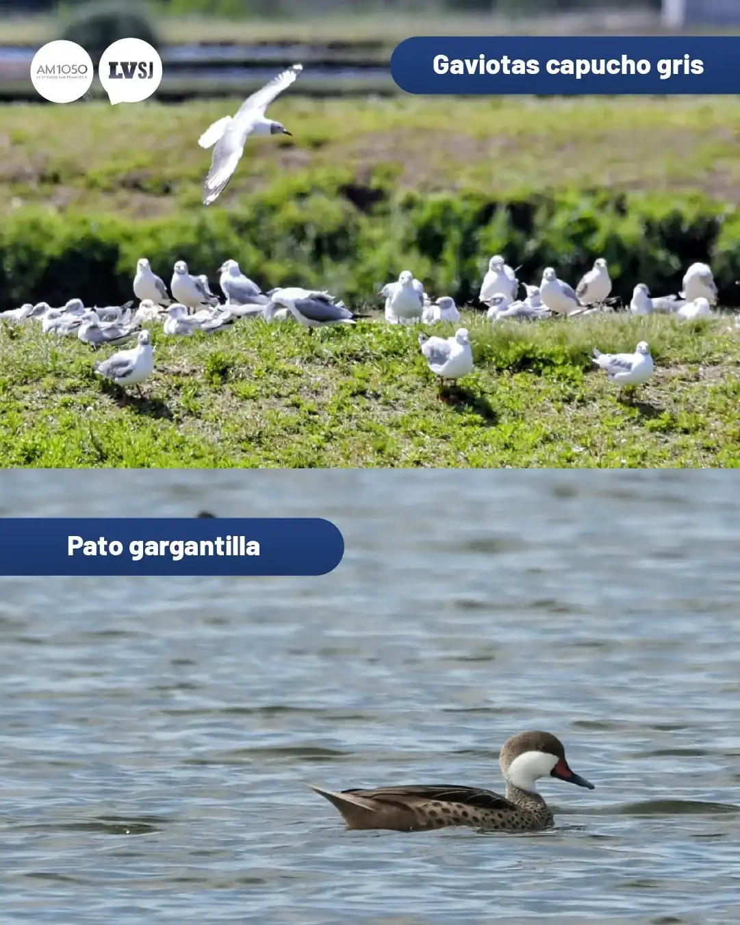 aves