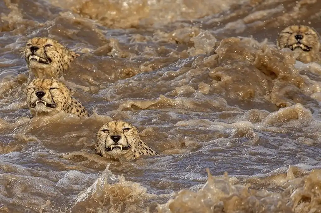 Salto de fe: guepardos cruzan turbulento río para buscar alimento