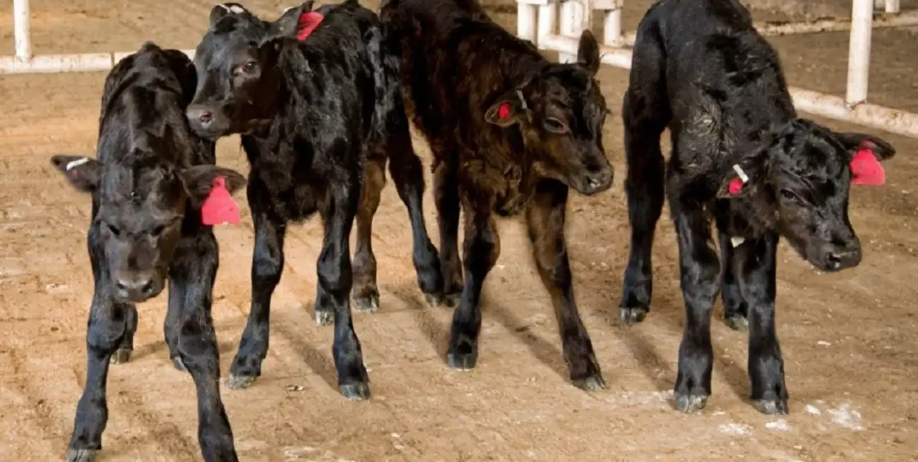 En el caso de las hembras, la menor salida de terneras podría comenzar a tener efectos más visibles durante la segunda mitad del año.