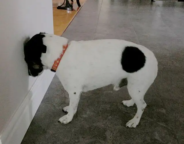 La inusual postura de una mascota que demanda una visita al veterinario