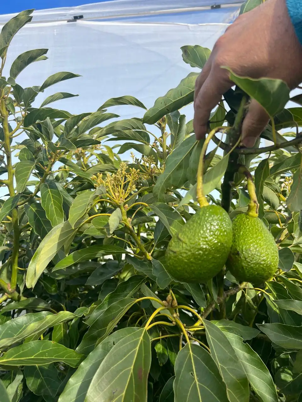 palta - 1