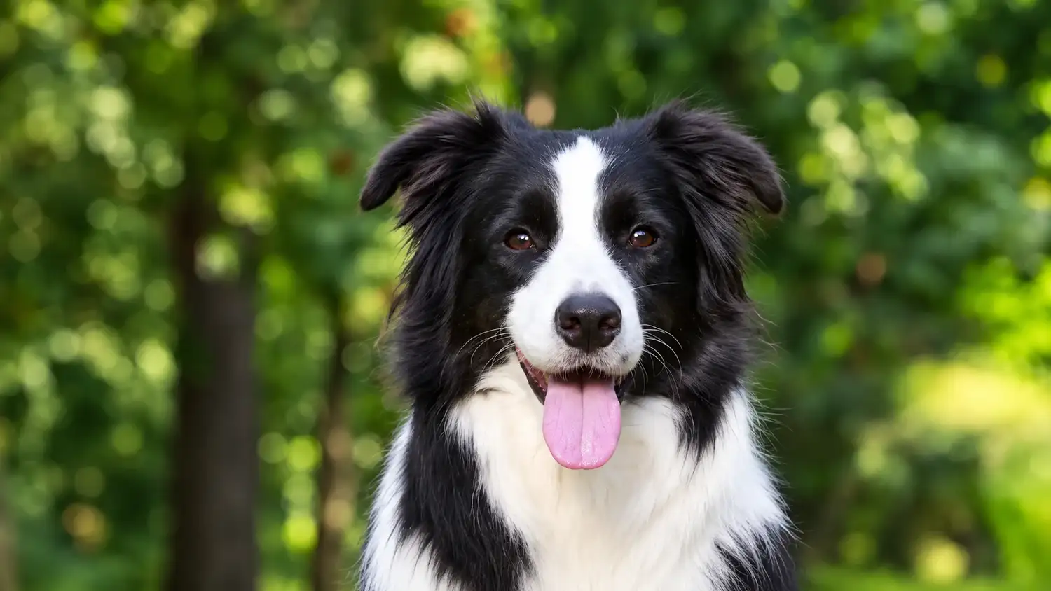 Border Collie: por qué uno de los perros más inteligentes puede desarrollar problemas de conducta