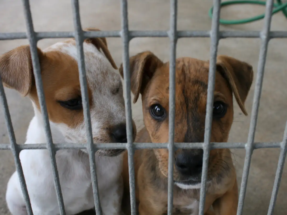 Cada día roban 15 mascotas para rituales sangrientos