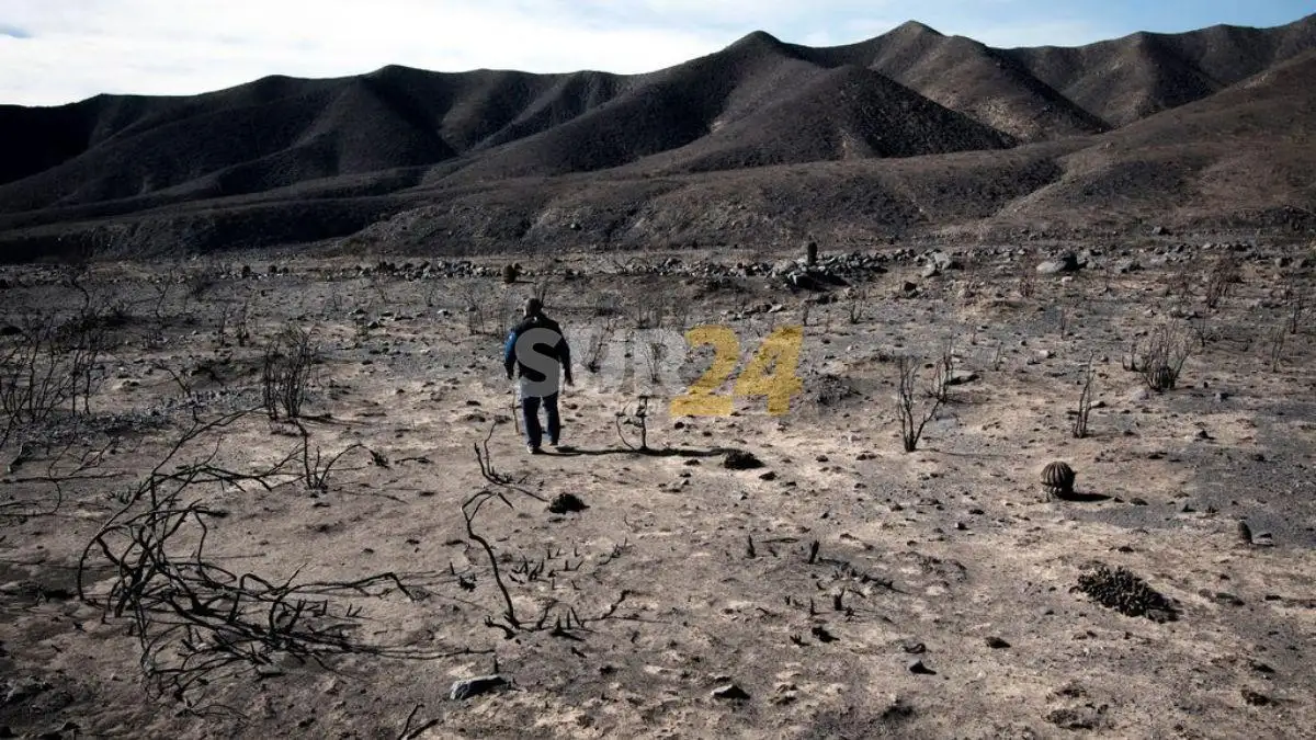 Convocan a voluntarios para reforestación en las áreas quemadas de Potrerillos