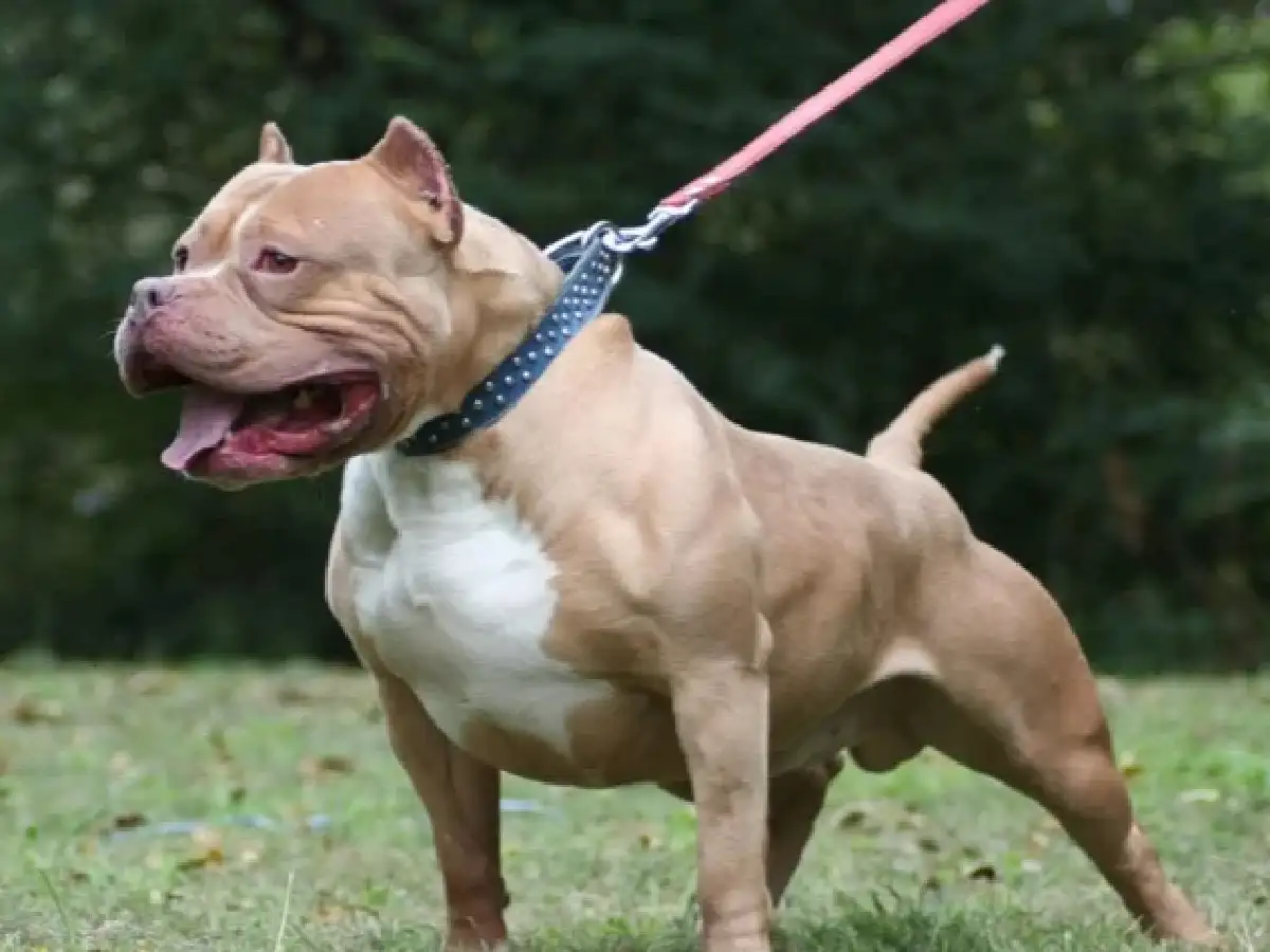 Por defender a su caniche  fue mordida por un pitbull 