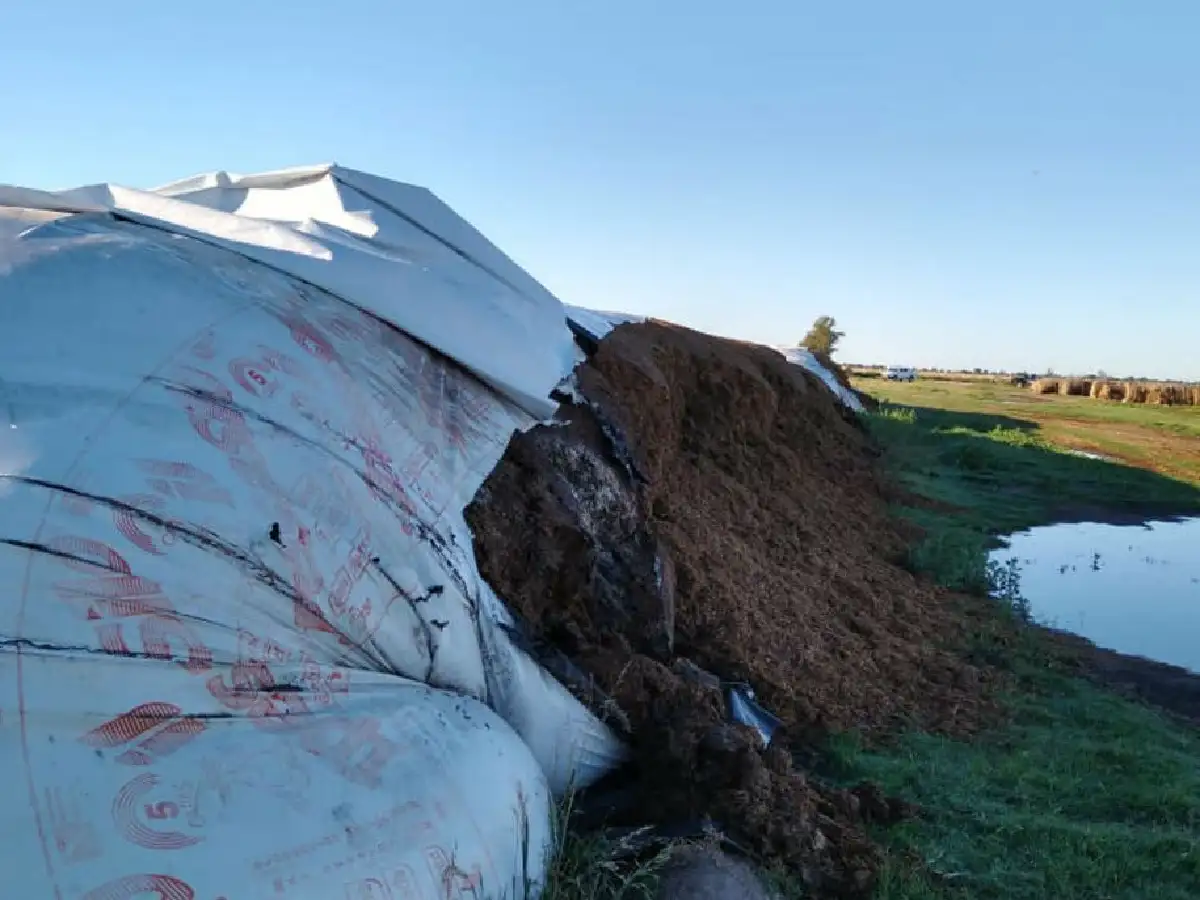 Rompen silos bolsa en un campo de Josefina y  provocan un gran daño