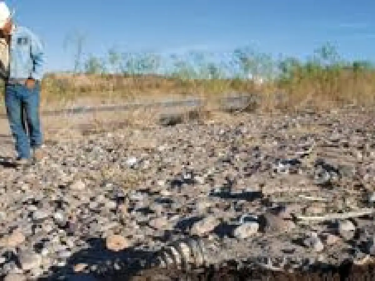 Mendoza: por la sequía murieron entre 500 y 750 animales en Santa Rosa