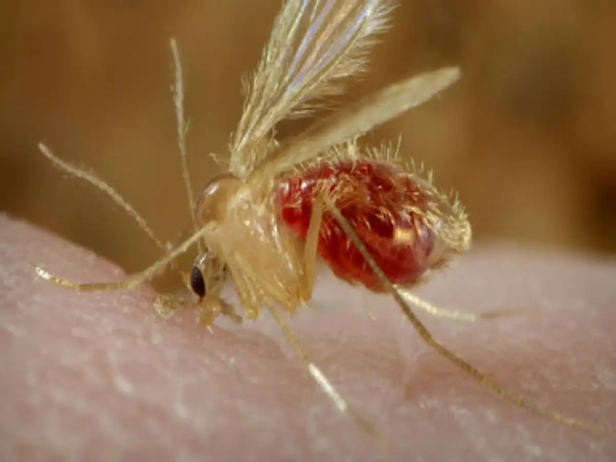 Recomiendan extremar medidas de prevención ante la confirmación de casos de leishmaniasis canina