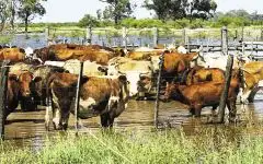 La provincia declaró la emergencia agropecuaria