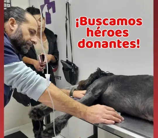 Imagen de una de las transfusiones, Instagram de la Veterinaria Hemovetmdp.