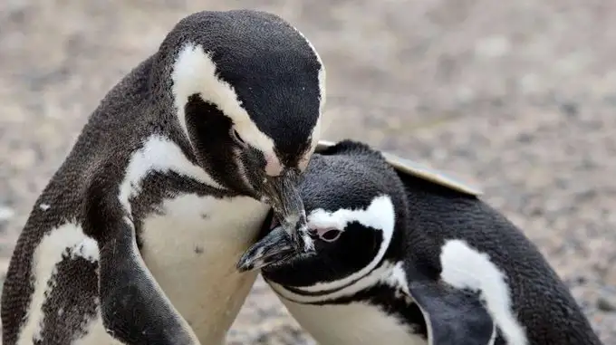 Aberrante: el dueño de un campo aplastó 140 nidos de pingüinos y electrificó a otro centenar