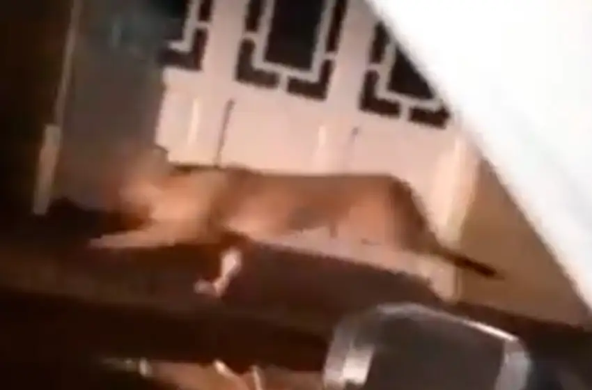 Temor por la aparición de un puma en pleno centro