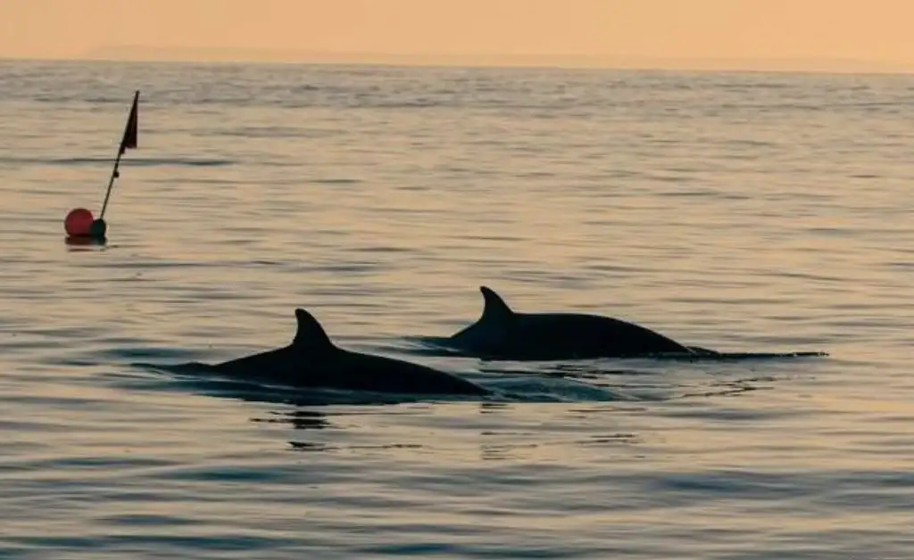 Descubren nueva especie de ballena en Baja California. VIDEO