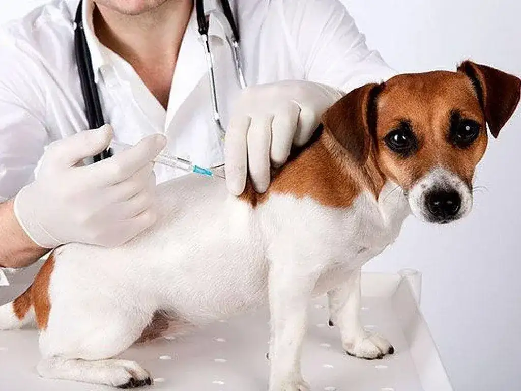 Un veterinario aplica una dosis de vacuna antirrábica a un perro de raza pequeña en el marco de las jornadas de prevención. Esta acción es fundamental para proteger la salud de las mascotas en el Día Mundial Contra la Rabia