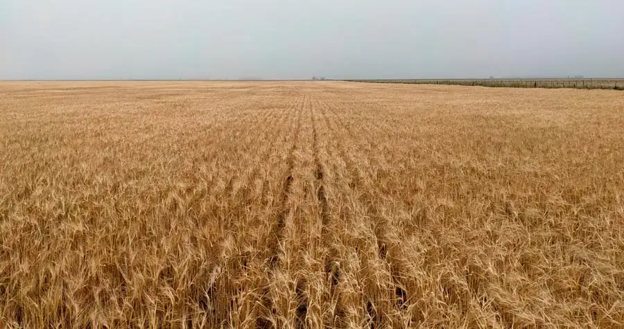 El bajo rendimiento de los cultivos ha sido generalizado en todas las regiones agrícolas del país.