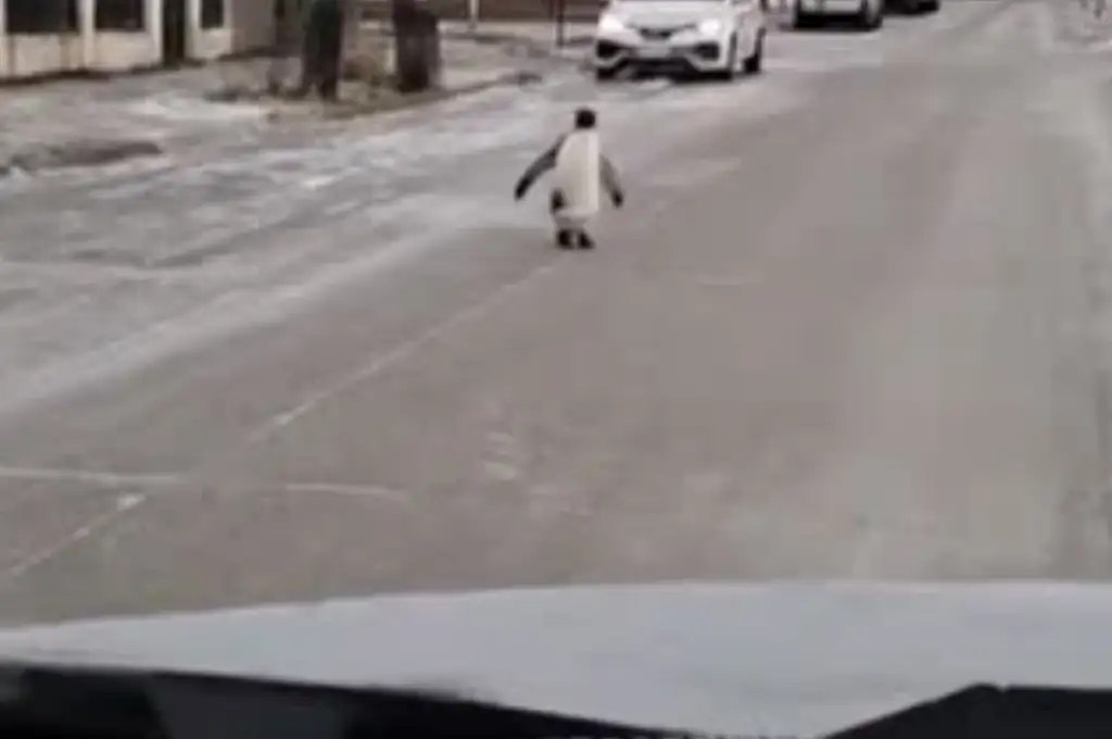 Foto: captura de video