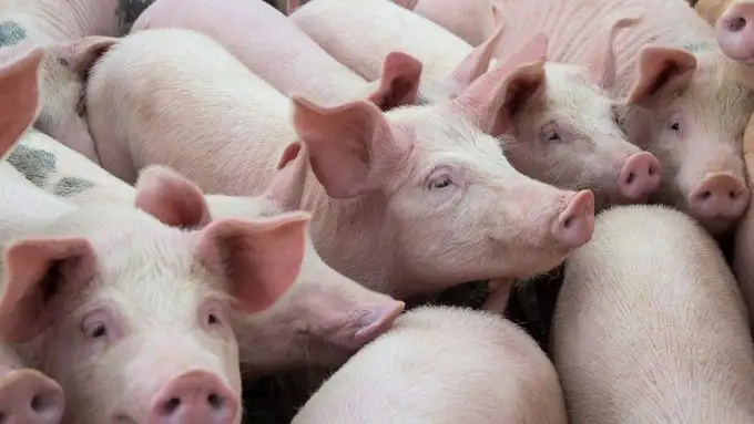 Argentina se prepara para exportar 300 toneladas de carne de cerdo a China