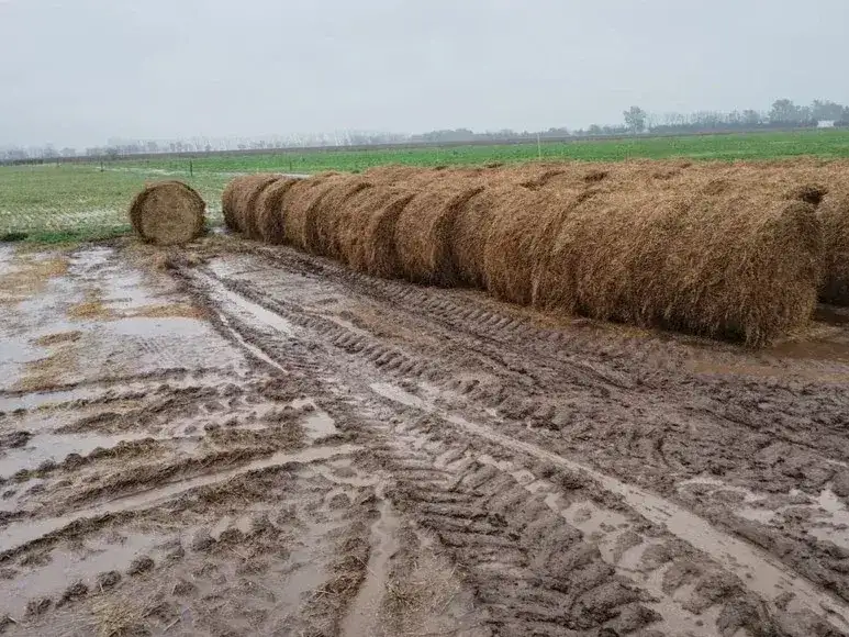 pasturas