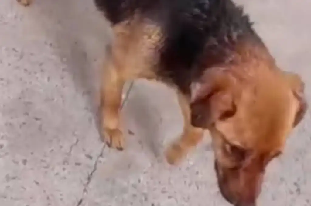 La perra que, según la denuncia, fue abusada y maltratada en Rojas. (Foto: Instagram/adoptame.rojas).
